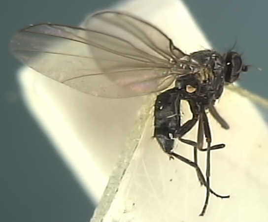 Phytomyza milii